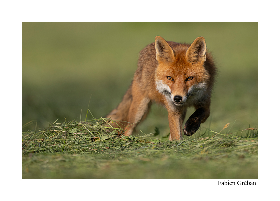 photo de renard dans la prairie fauchée