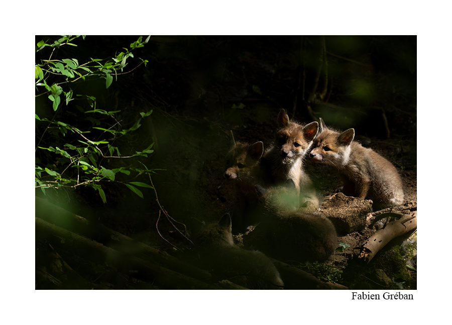 photo de renardeaux en forêt