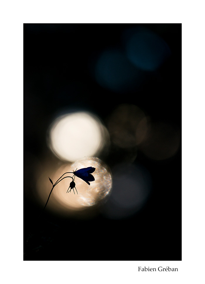 photo macro d'une fleur de campanule en contre-jour