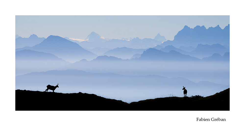 photographie animalire de chamois sur les balcons du jura devant la vue des alpes