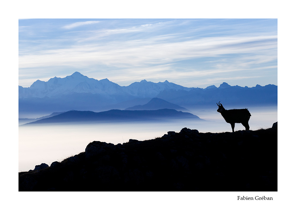 photographie animalire d'un chamois sur les balcons du jura devant le mont-blanc