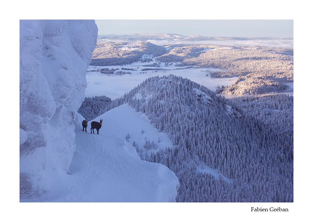 photographie animalire de chamois sur les falaises du jura en hiver