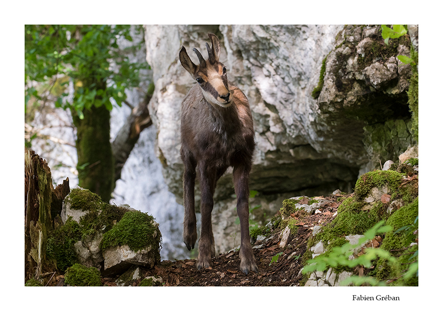 chamois de la valle de la Loue