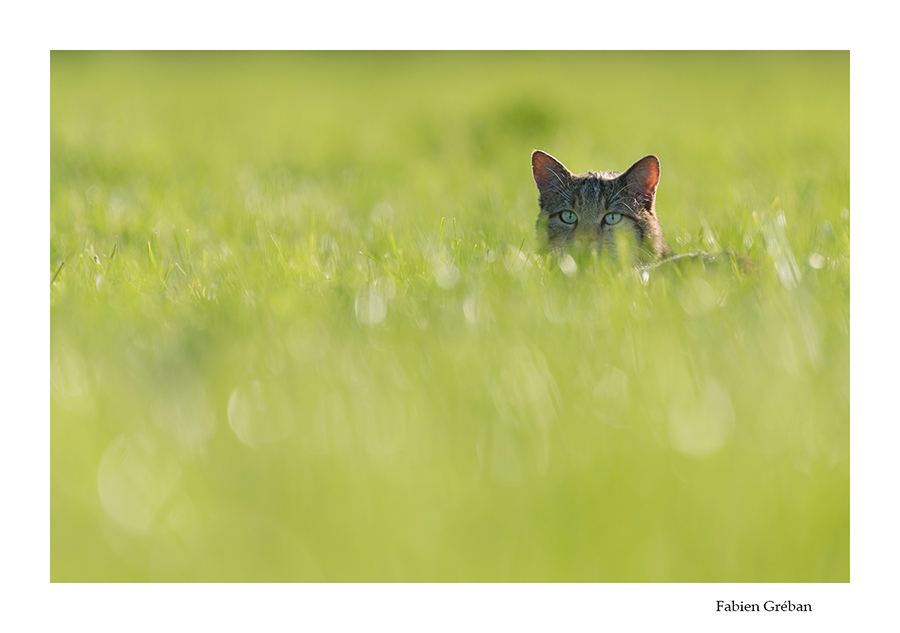 chat forestier