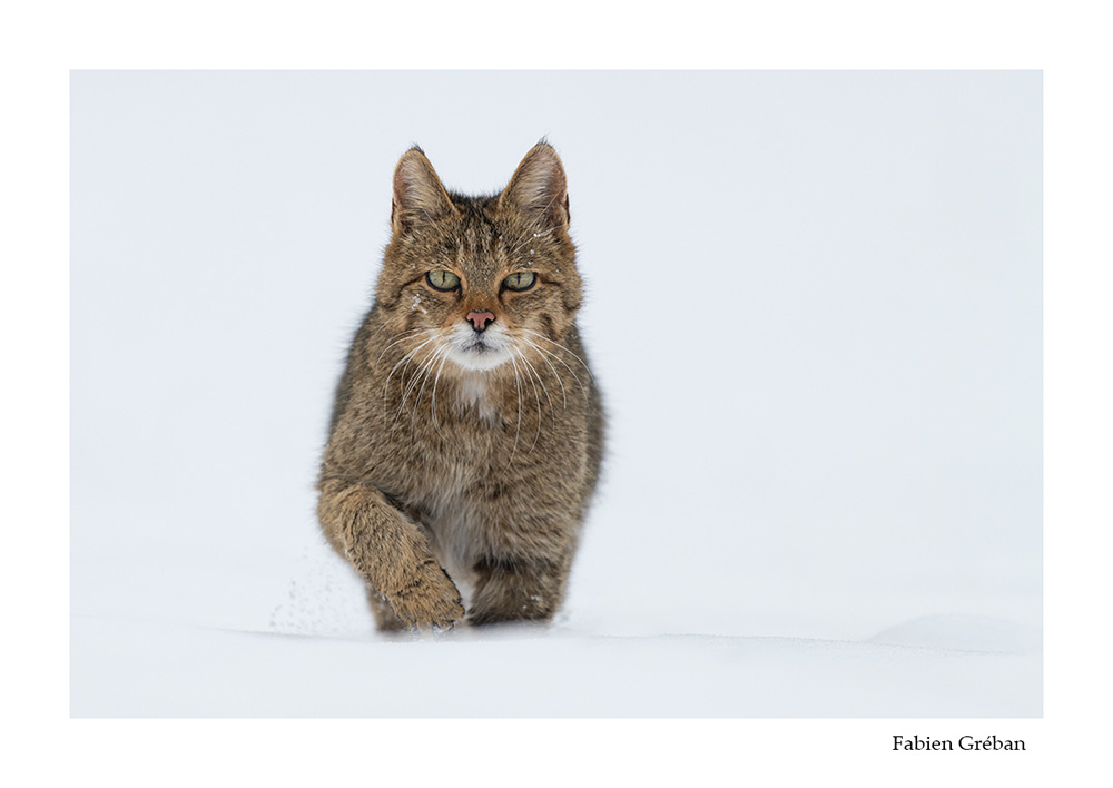 photographie animalire d'un chat forestier en hiver dans la neige