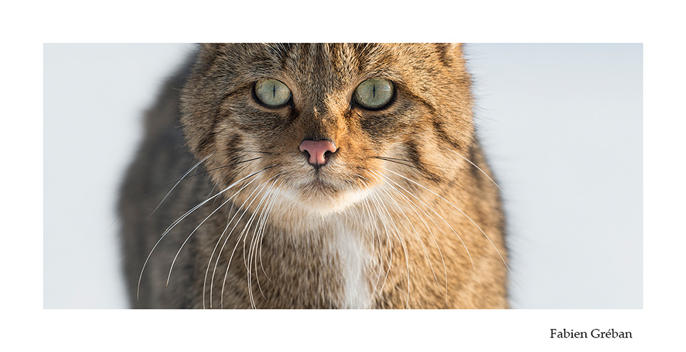 photographie animalire d'un chat forestier en portrait