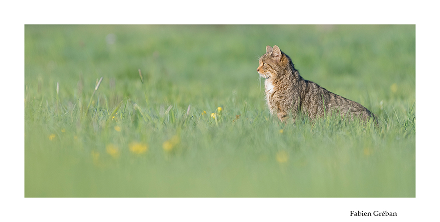 chat forestier dans la prairie