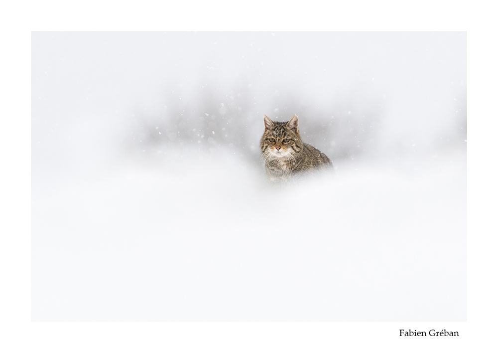 photographie animalire d'un chat forestier en hiver dans la prairie enneige