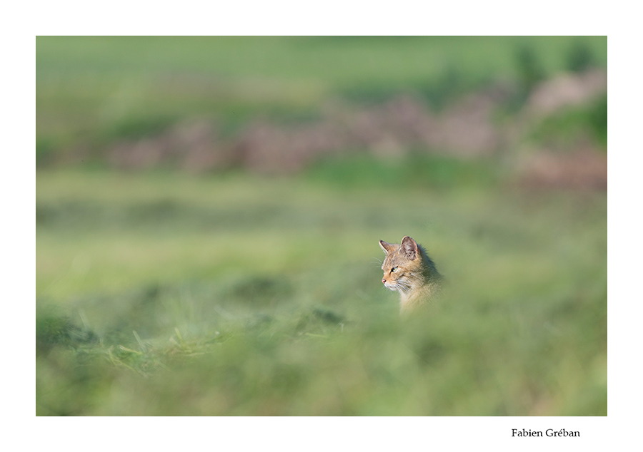 chat forestier