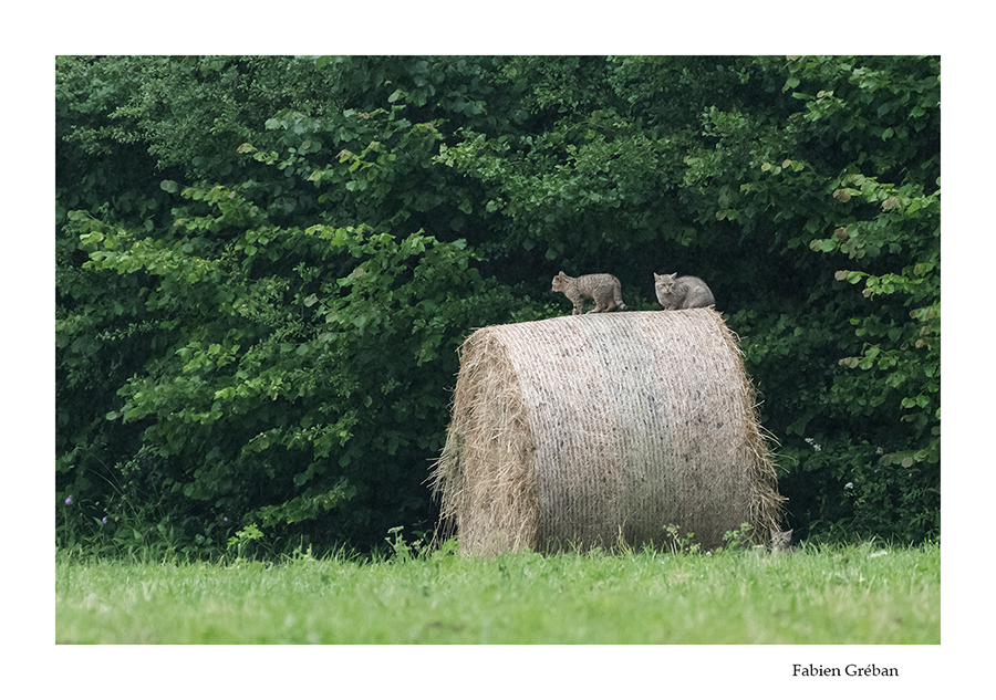 chatons forestiers sur une balle de foin