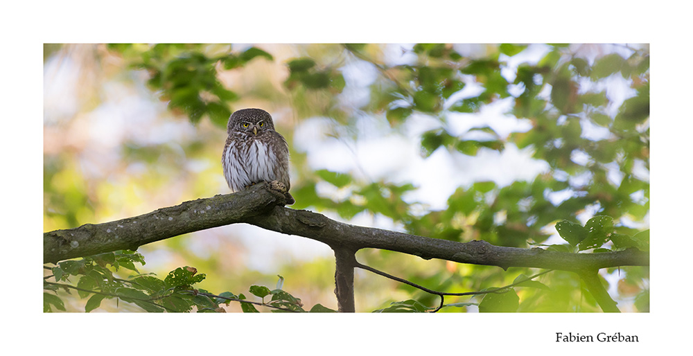 photographie animalire d'une chouette chevechette dans le massif du jura