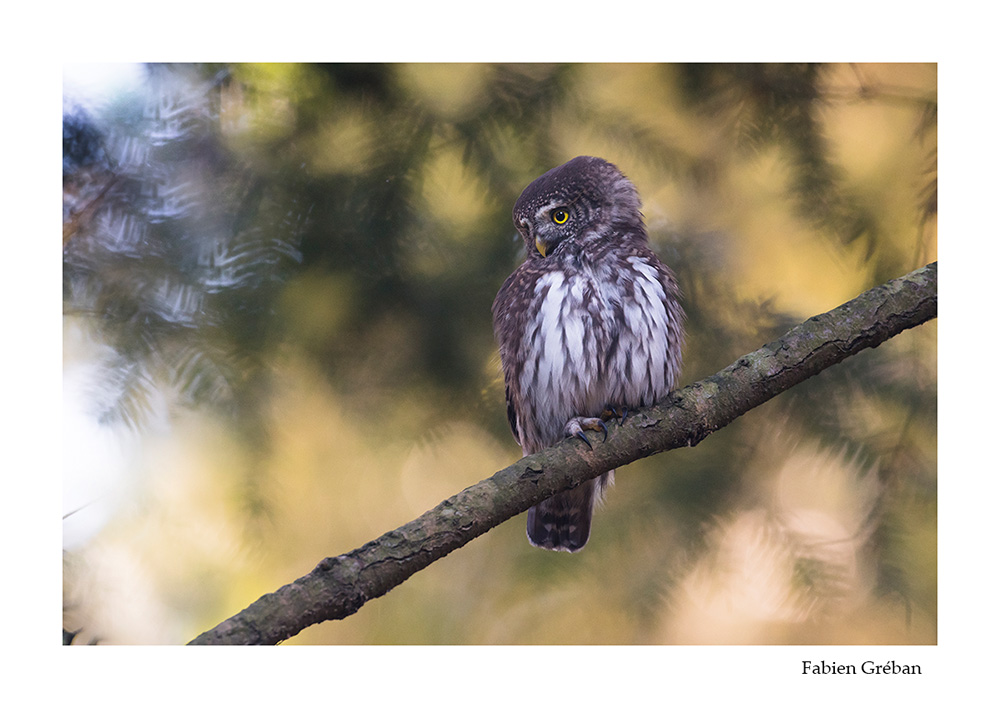 photographie animalire d'une chouette chevechette dans le massif du jura