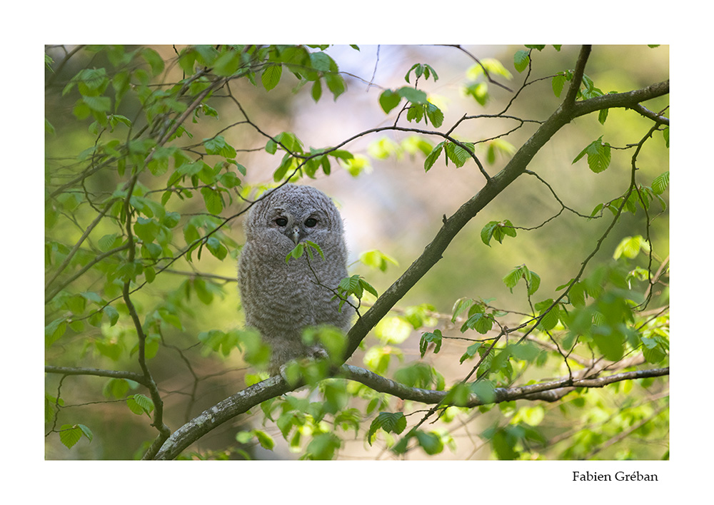 photographie animalire d'une jeune chouette hulotte