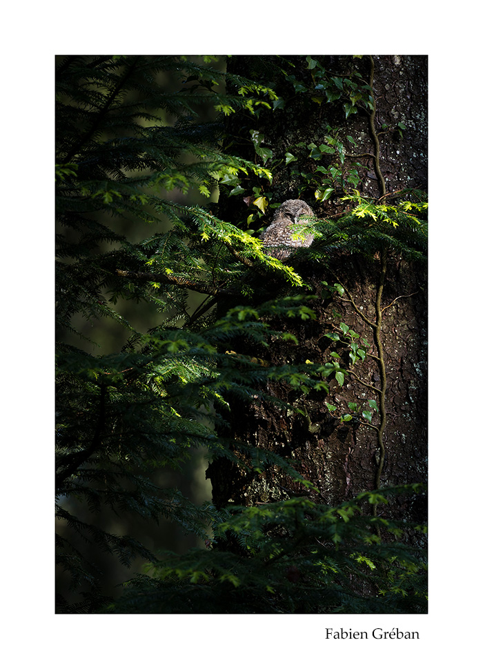 photographie animalire d'une jeune chouette hulotte dans le massif du jura