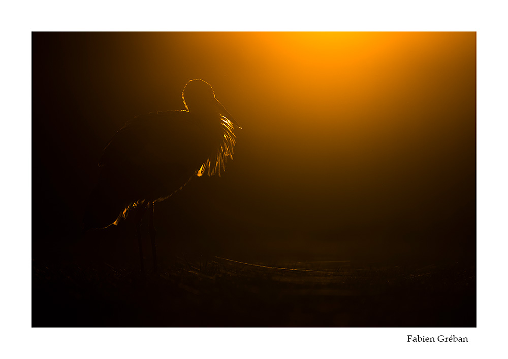 photographie animalire d'une cigogne a contre-joyur dans les derniers rayons du soleil