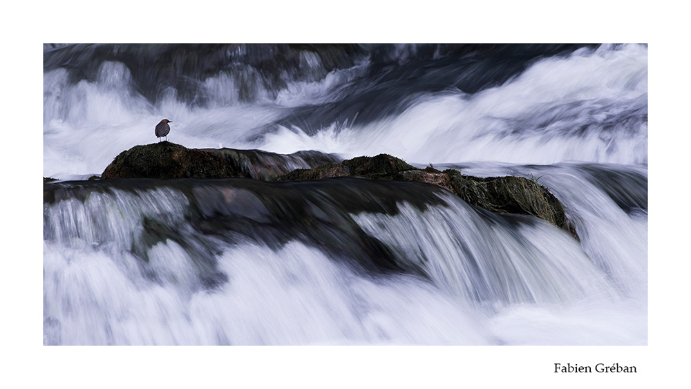 photographie animalire d'un cincle plongeur en pose lente au bord de la rivire