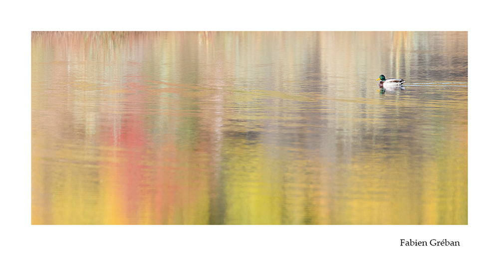 photographie animalire d'un canard colvert sur un plan d'eau avec le reflet de la fort