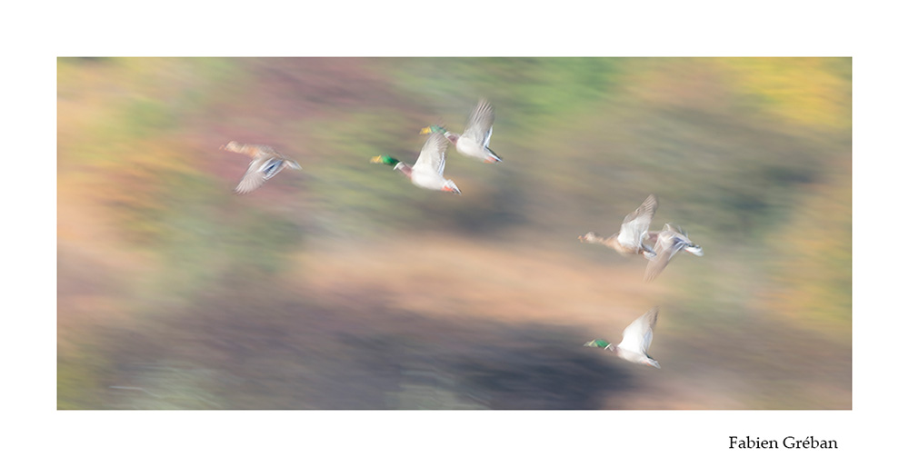 photographie animalire de canards colverts en vol en pose lente