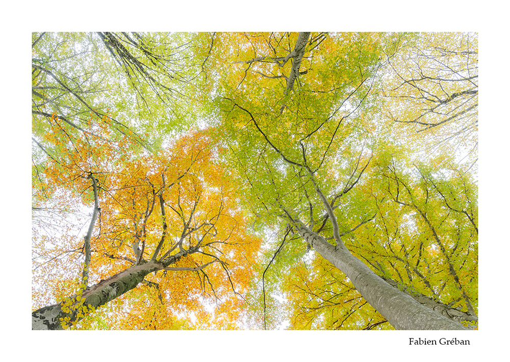 photographie de foret avec les couleurs de l'automne