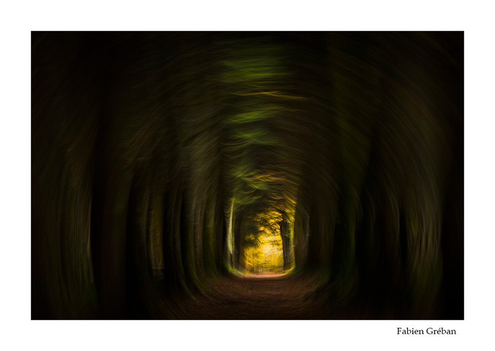 photographie de foret avec la technique du fil d'arbre