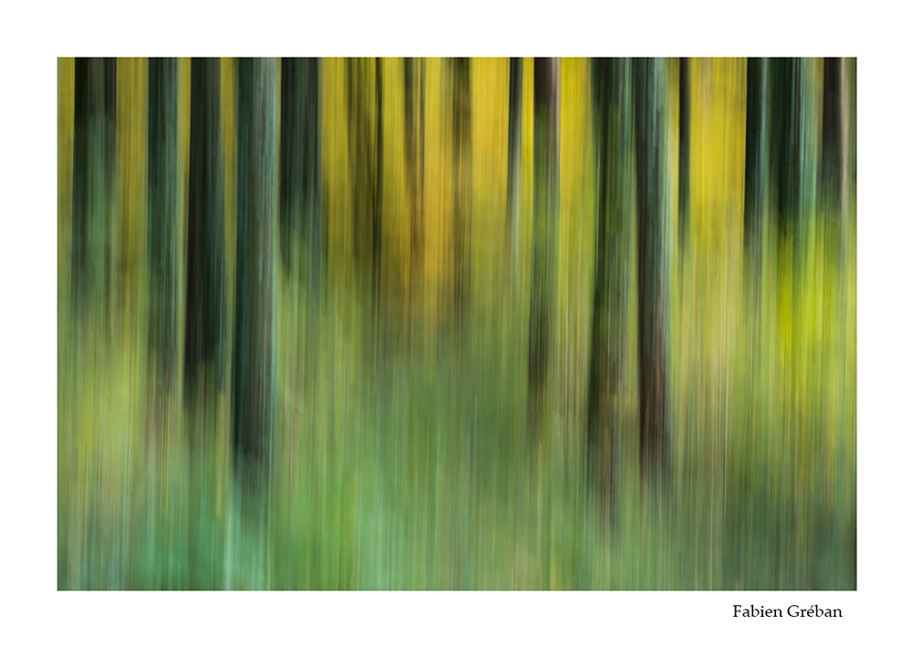 photographie de foret avec la technique du fil d'arbre