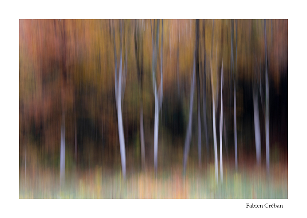 photographie de foret en automne