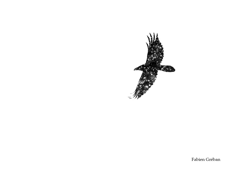 photographie animalire de de grand corbeau en vol dans la tempete de neige