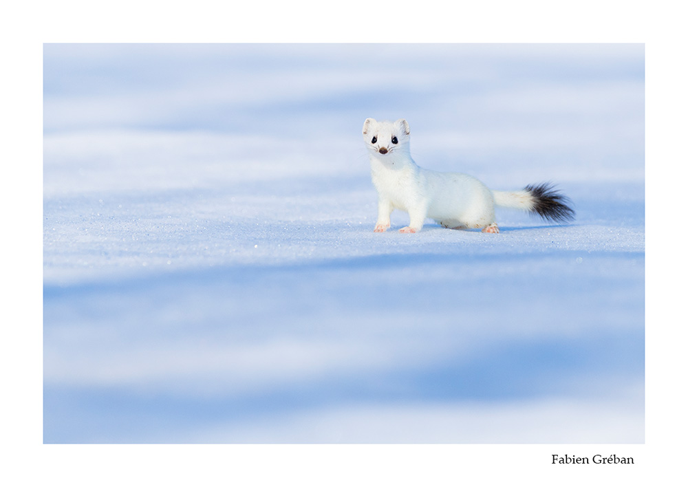 photographie animalire d'une hermine blanche en hiver sur la prairie enneige
