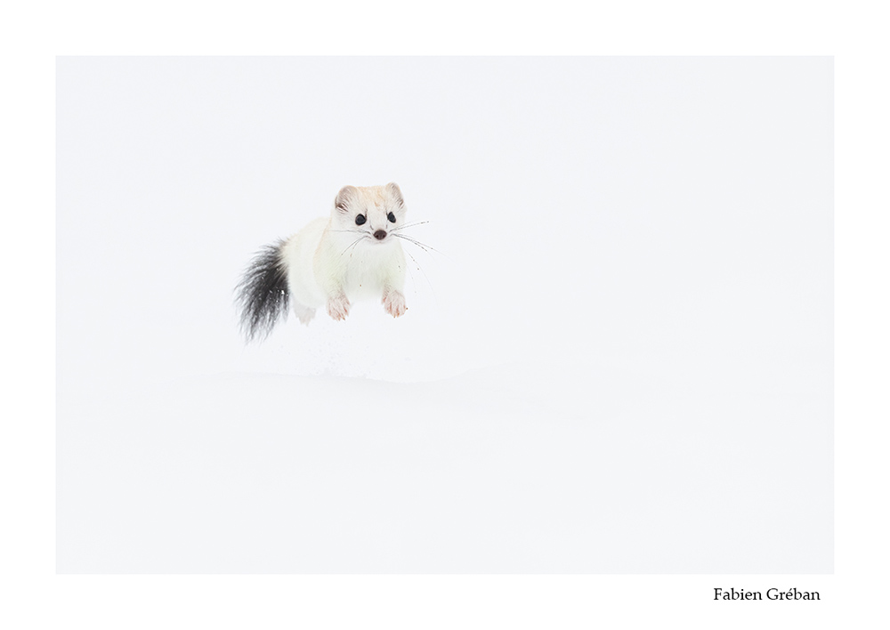 photographie animalire d'une hermine blanche en bond