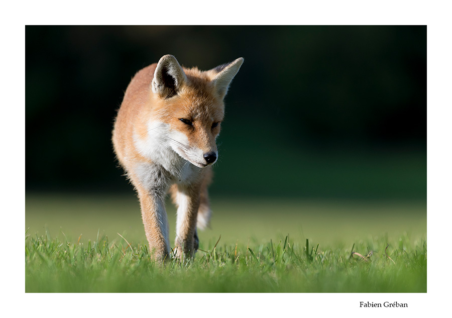 jeune renard qui chasse