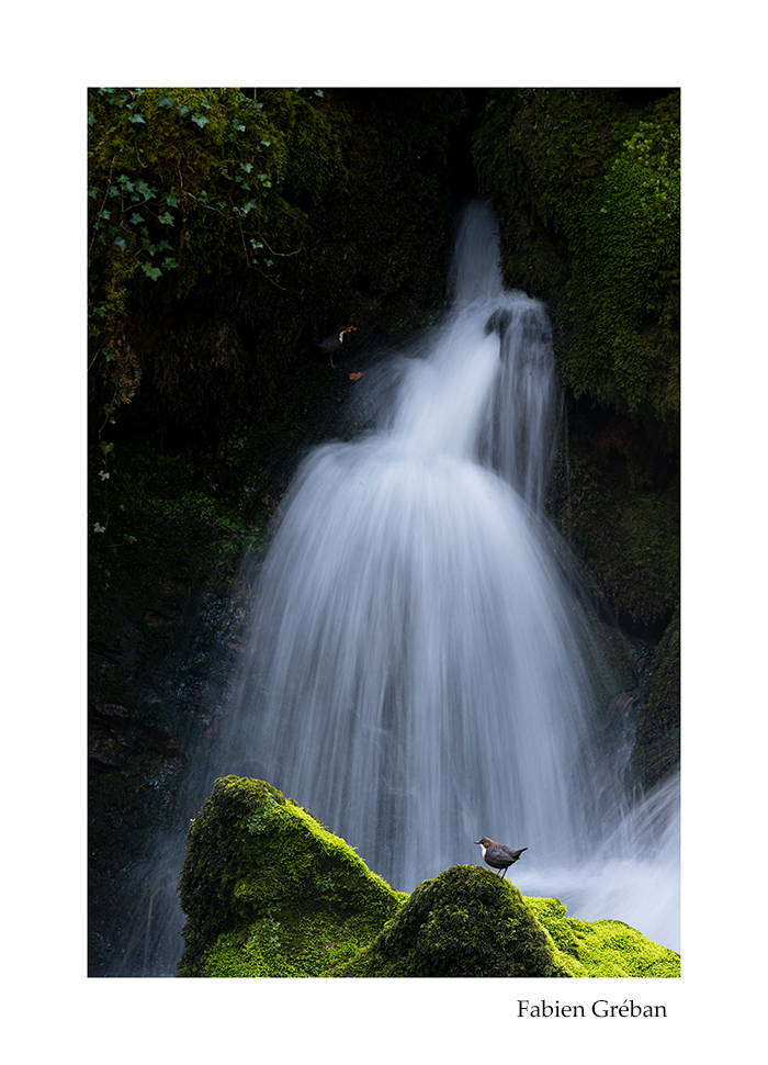 photographie animalire d'un couple de cincle plongeur en pose longue devant une cascade