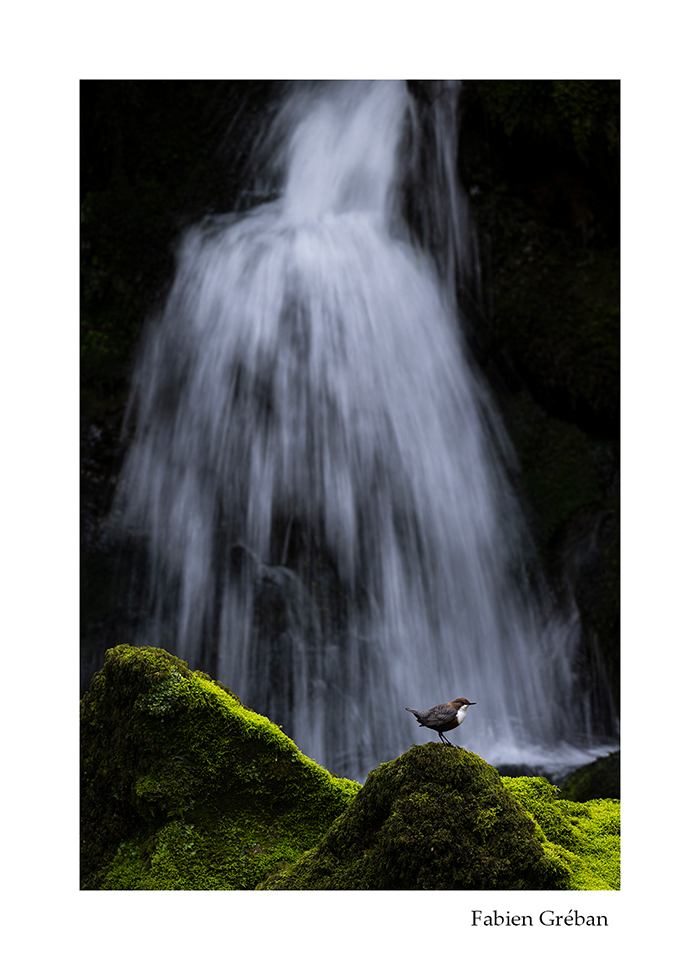deux photographies animalires d'un cincle plongeur en pose longue et en pose rapide devant une cascade