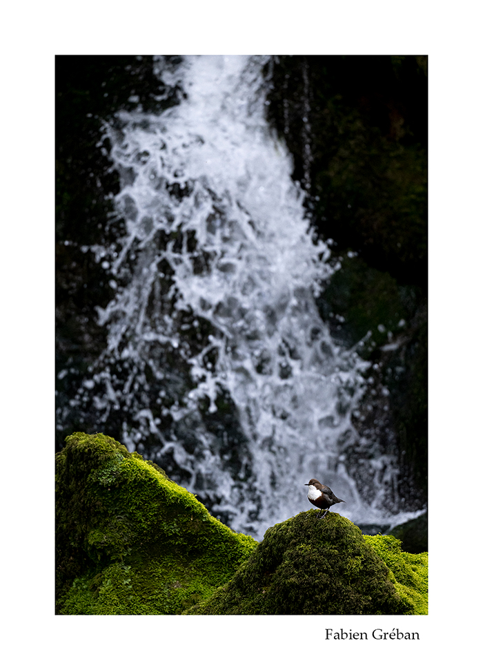 deux photographies animalires d'un cincle plongeur en pose longue et en pose rapide devant une cascade