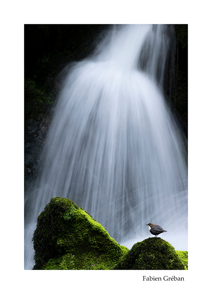 photographie animalire d'un cincle plongeur en pose longue devant une cascade