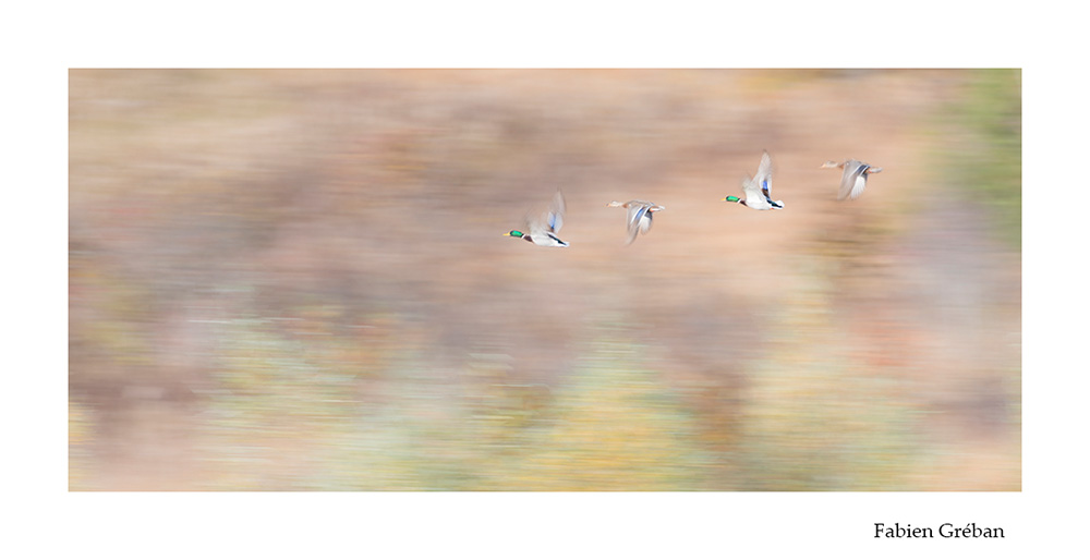 photographie animalire de canards colverts en vol en pose lente