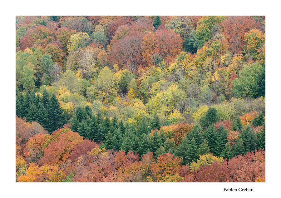 la fort en automne