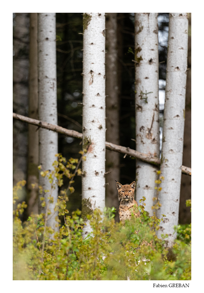 lynx du haut-Doubs