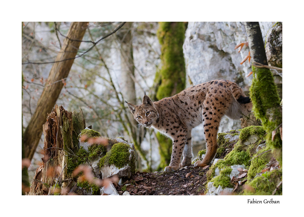 lynx du jura