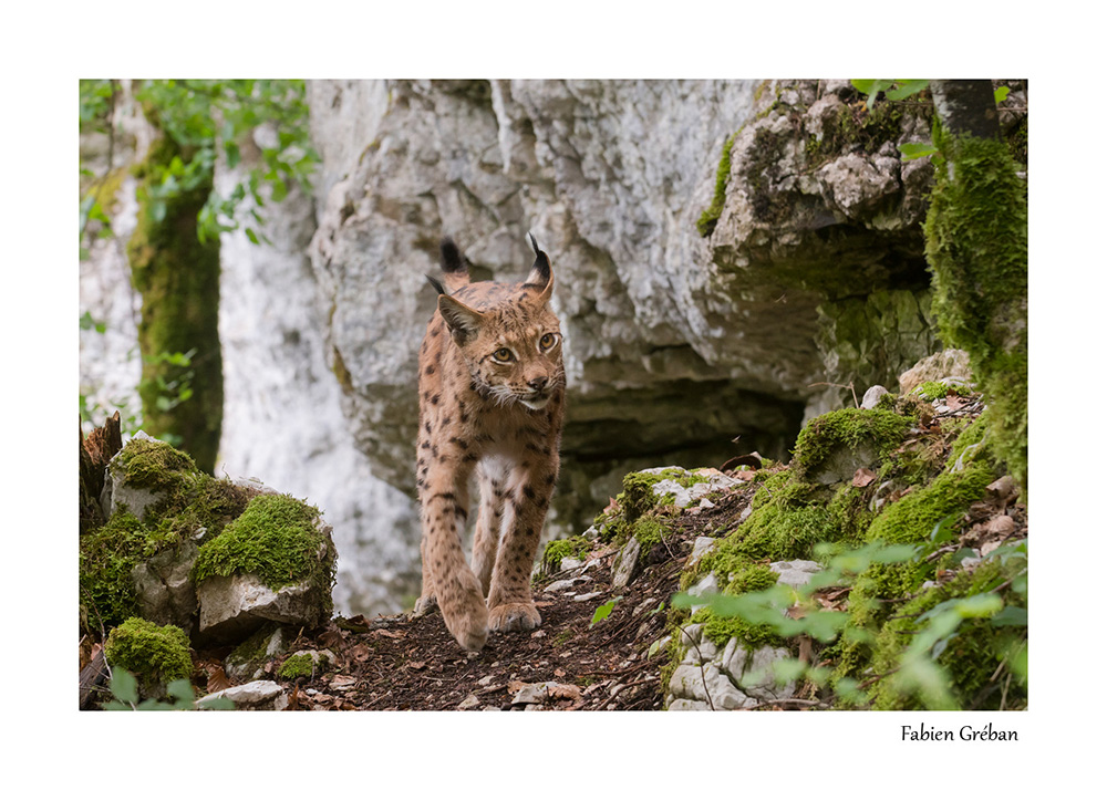 lynx du jura