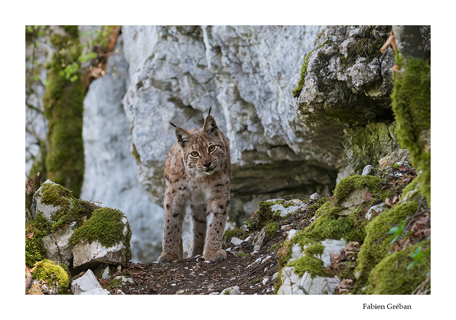 lynx boreal