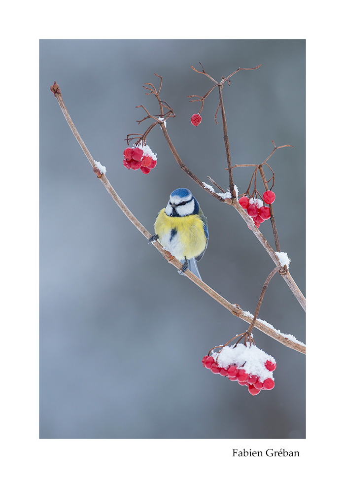 photographie animalire d'une msange bleue en hiver