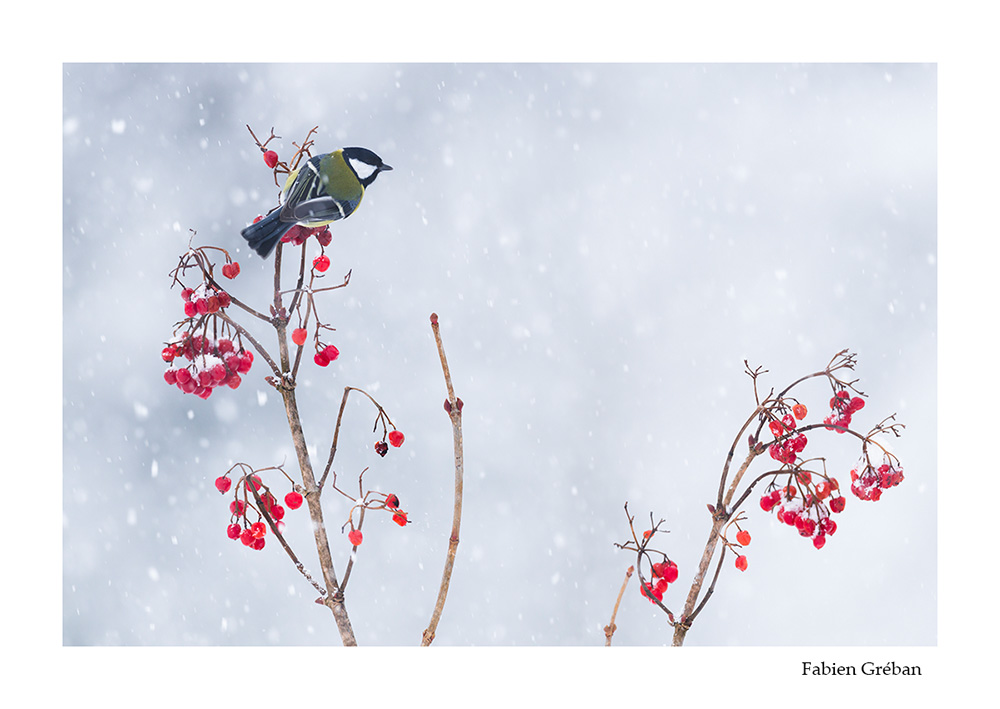 photographie animalire d'une msange charbonnire sous la neige