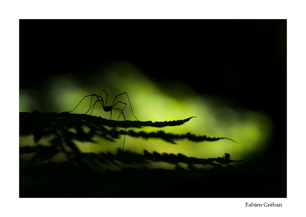photo macro d'araigne opilion