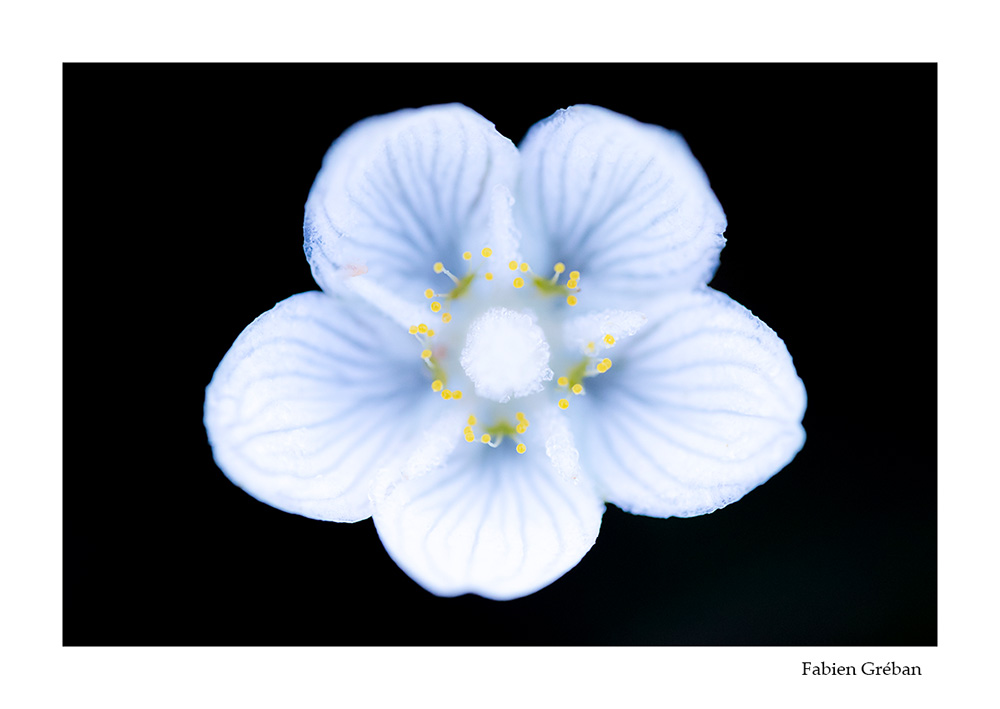 photo macro de fleur de parnassie des marais