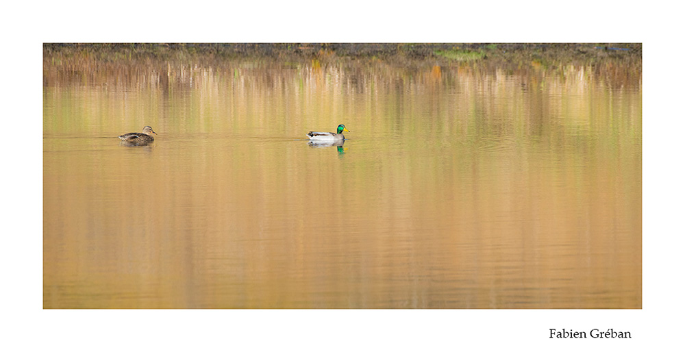 photographie animalire de canards colverts sur un lac avec le reflet des couleurs d'automne