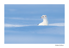 stage de photographie animalire dans le Jura