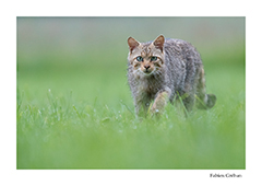 stage de photographie animalire dans le Jura