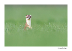 stage avec un photographe animalier et de nature dans le massif du Jura