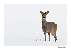 stage de photographie animalire dans le Jura