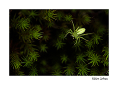 aller sur la galerie des fleurs sauvages et des insectes du massif du Jura